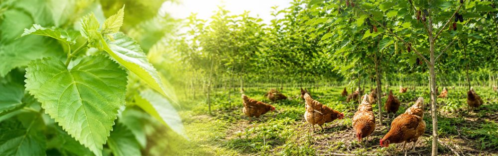 https://hilltribeorganics.com/wp-content/uploads/2026/08/Mullberry-1000x314.jpg